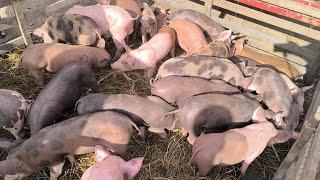 FEIRA DOS SUÍNOS DA VILA FOLHA MIÚDA CRAÍBAS AL DIA 17/11/2024.