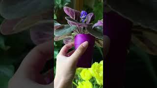 выращивание фиалки #фиалка #фиалки #растения