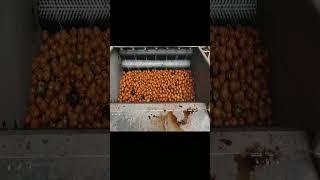 신농(주) SN-2000c 호두세척