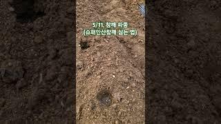 5/11, 참깨 파종(가지깨 심는 법)