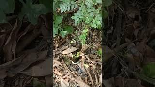 Dance of BUTTERFLY Prajapati Record by PRASANTA BIBEKANANDA MISHRA WORLD CHAMPION