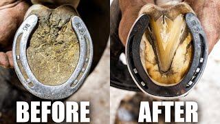 Satisfying Back Hoof Restoration | 4K Farrier ASMR