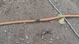 Line-Transect method basics