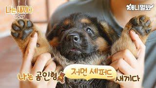 나는 태어난 지 31일 된 저먼 셰퍼드 새끼다 [애니멀봐 나새끼 83호]ㅣI'm a 31 Day Old German Shepherd Puppy