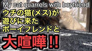 【ネコ】ウチの猫が遊びに来た彼氏と大喧嘩！！     My cat quarrels with boyfriend！