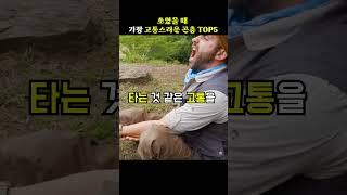 쏘였을 때 가장 고통스러운 곤충 TOP5 [지식똥개]