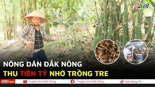 Nông dân Đắk Nông thu tiền tỷ nhờ trồng tre