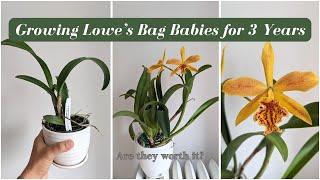 Are Bag Baby Orchids Worth It?  3 Years of Growth - From Seedling to Blooming Size