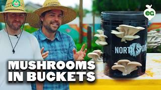Grow Your Own Mushrooms In a 5 Gallon Bucket (EASY) ‍🟫🪣