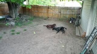2 labs play fighting in the yard like wild beasts