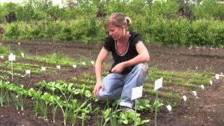 How to Grow Radishes from Seed - Gurney's Video