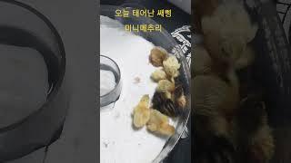 쌔삥 미니메추리 부화 삑삑이 교수 button quail