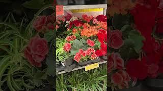 Комнатные цветы #красивыецветы #цветы #бегонии #цикламен #хлорофитум #цветочки #комнатныецветы
