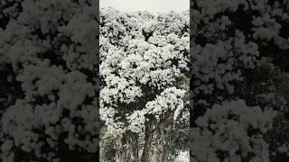 Beautiful flowers like snow covering the trees