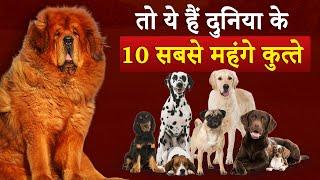 10 Most Expensive Dog Breeds Across the World | By Agnito Media