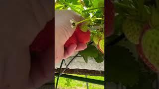 #strawberry #farm #pyo #greenhouse #sweet #yummy #england #2025
