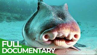 Wildlife Instincts: Australia's Curious Port Jackson Sharks | Free Documentary Nature