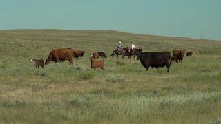 Ranchers are Stewards of Public Lands