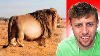 TOP 10 FATTEST WILD ANIMALS EVER SEEN