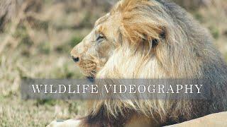 WILDLIFE videography 4k | David González Vela