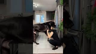 Great Dane Is Taller Than Human || ViralHog