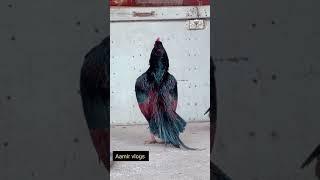 lamba aseel murga #aamirvlogs 2023 #video aseel murga lover