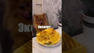 Шпиц Бэтти эксперт рецепт завтрака в комментариях #шпиц#померанскийщпиц #шпицпомеранский #рецепты