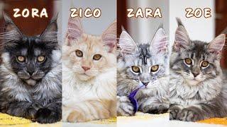 Maine Coon kittens | The ZZZZ squad update.