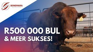 Bonsmara Genetics bulls are worth half a million rand! (Sepedi version)