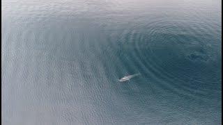 Bryde's Whale