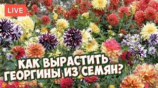 Как вырастить ГЕОРГИНЫ из семян? Красивые цветы с Хитсад ТВ