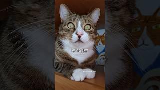 МИНИ-СЕРИАЛ "КОШАЧЬИ ИНТРИГИ"(3 СЕРИЯ - ЗАКЛЮЧИТЕЛЬНАЯ) #котики #юмор #животные