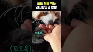 포도를 처음 먹어보는 레서판다의 귀여운 반응