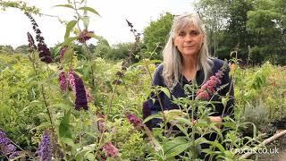 How to grow Buddlejas | Crocus.co.uk