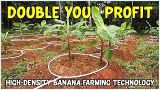 High Density Banana Farming: The Ultimate Guide to Double Your Income