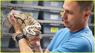 The Future of the Reptile Hobby — MUST WATCH