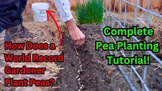 Watch This Before Planting Peas! World Record Gardener's Secrets To Growing Sweet Peas! Tutorial