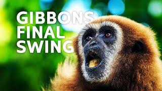 Gibbons on the Brink: The Fight to Save Asia’s Acrobatic Apes