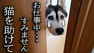 仕事中に犬がくんくん鳴くのでついて行くと猫が大変なことに...