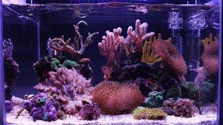 NOT MY FIRST SALTWATER AQUARIUM | SIMPLE NANO REEF TANK