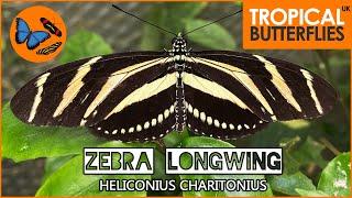 Zebra Longwing Butterfly Heliconius Charitonius - Keeping & Breeding Tropical Butterflies