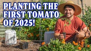 Planting Blackberries, Tomatoes, AND How I Pot Up Seedlings!