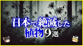 【ゆっくり解説】9割が知らない…日本で絶滅してしまった「植物」9選を解説