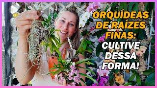 Como e onde cultivar Orquídeas de raízes finas