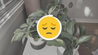 How to overcome houseplant burnout | my experience + tip | repot & chat