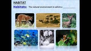 Introduction to Ecosystems - PowerPoint - Tangstar Science