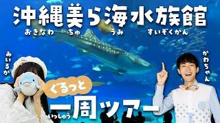 美ら海水族館行く前に見て！100倍楽しめるツアーwithみいるか