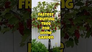 Fast growing fruit trees for garden / Best quick fruiting plants #short #terracegarden