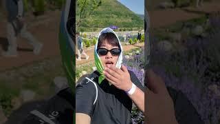 보랏빛 보러 갔다가 석탄이 되... | #무릉별유천지 #여행꿀팁 #이루트