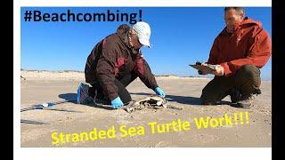 #Beachcombing - Stranded Sea Turtle